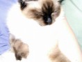 /album/kitty/kitty-2014-04-17-2-jpg/